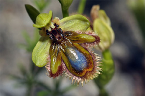 PORTUGAL - Orchidées de la région de l'Algarve Ophrys vernixia SFO Poitou-Charentes et vendée.