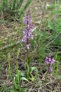 ESPAGNE (2) - Orchidées de la Province d' Andalucia - Orchis langei. SFO Poitou-Charentes et Vendée. 