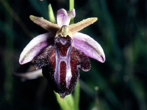 Les Orchidées de Grèce - Le Péloponnèse - Page 1 : Ophrys spruneri. 6