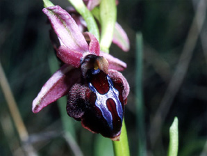 Les Orchidées de Grèce - Le Péloponnèse - Page 1 : Ophrys spruneri. 7