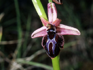 Les Orchidées de Grèce - Le Péloponnèse - Page 1 : Ophrys spruneri. 8