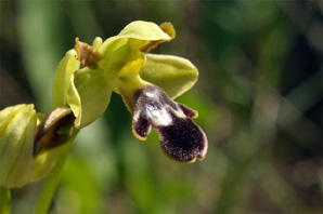 ESPAGNE (2) - Orchidées de la Province d' Andalucia - Ophrys algarvensis. SFO Poitou-Charentes et Vendée.