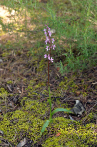 ESPAGNE (2) - Orchidées de la Province d' Andalucia - Orchis tenera. Société Française d'Orchidophilie de Poitou-Charentes et Vendée.