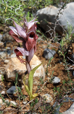 Les Orchidées de Grèce - Le Péloponnèse - Page 16 Serapias orientalis. Photo1