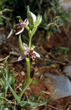 Les Orchidées de Grèce - Le Péloponnèse - Page 17 Ophrys ceto. Photo1