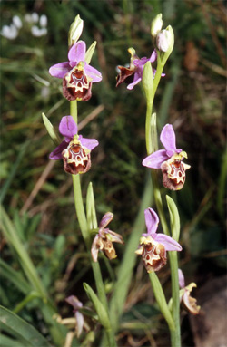 Les Orchidées de Grèce - Le Péloponnèse - Page 19 Ophrys lacaena. Photo. 1