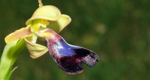 ESPAGNE (2) - Orchidées de la Province d'Andalucia - Ophrys atlantica. Société Française d'Orchidophilie de Poitou-Charentes et Vendée.