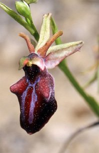 Les Orchidées de Grèce - Le Péloponnèse - Page 2 : Ophrys mammosa. SFO-PCV Photo 1.