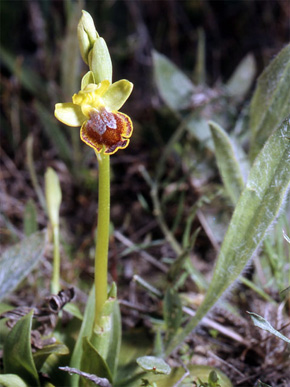 Les Orchidées de Grèce - Le Péloponnèse - Page 21 Ophrys melenae.
