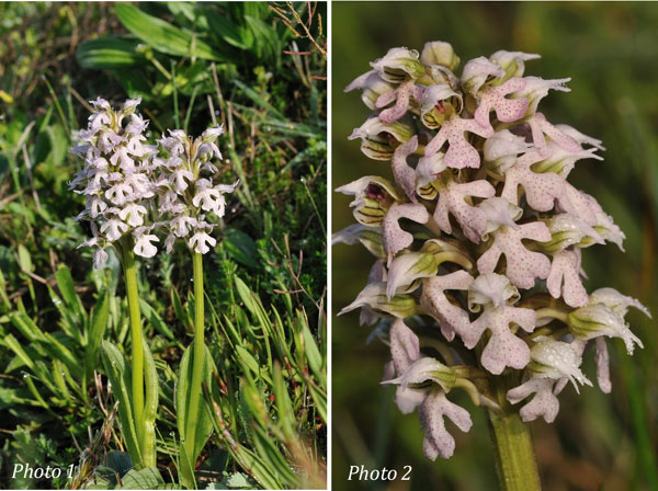 ORCHIDEES DE FRANCE - Hors Région Poitou-Charentes et Vendée. Orchidées de la Clape Orchis lactea