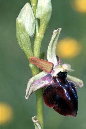 Ophrys iceliensis. Orchidées de Turquie. SFO PCV. Photo. Bernard Billaud.