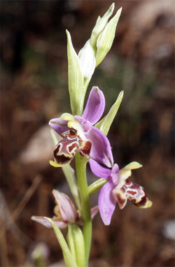 Les Orchidées de Grèce - Le Péloponnèse - Page 17 Ophrys ceto. Photo 2