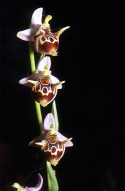 Les Orchidées de Grèce - Le Péloponnèse - Page 19 Ophrys lacaena. Photo. 2