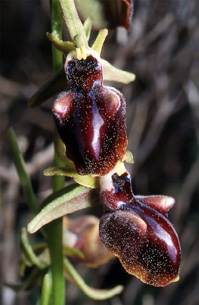 Les Orchidées de Grèce - Le Péloponnèse - Page 2 : Ophrys mammosa. SFO-PCV Photo 2.