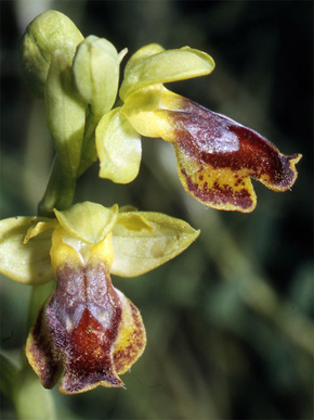 Les Orchidées de Grèce - Le Péloponnèse - Page 21 Ophrys melenae. photo 2