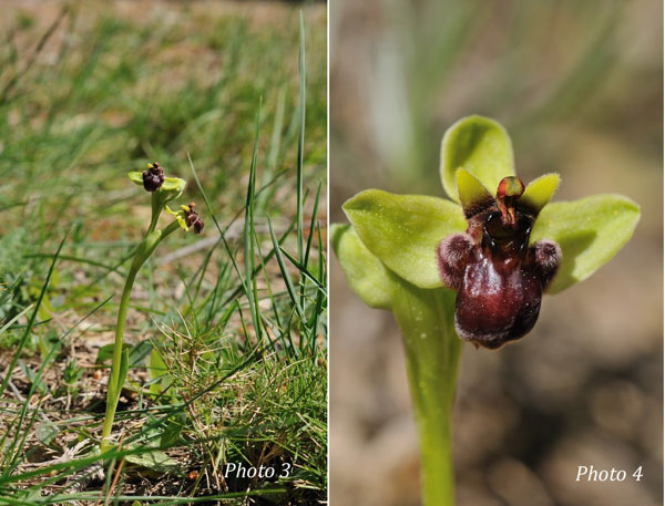 ORCHIDEES DE FRANCE - Hors Région Poitou-Charentes et Vendée. Orchidées de la Clape Ophrys bombyliflora