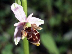 Les Orchidées de Grèce - Le Péloponnèse - Page 17 Ophrys ceto. Photo 3