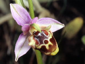 Les Orchidées de Grèce - Le Péloponnèse - Page 19 Ophrys lacaena. Photo. 3