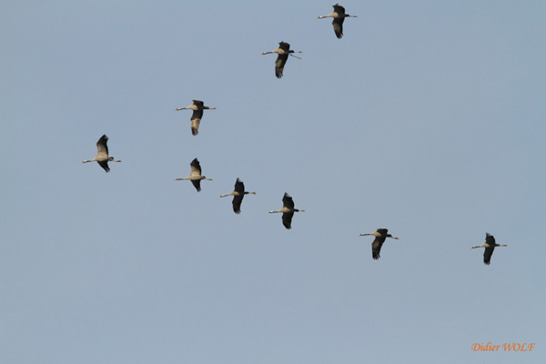 OISEAUX ECHASSIERS - La Grue cendrée. (Grus grus) Le vol migratoire. Photographie Didier Wolf.