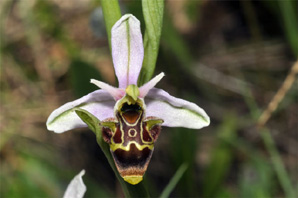 ESPAGNE (2) - Orchidées de la Province d' Andalucia. Ophrys picta. SFO PCV.