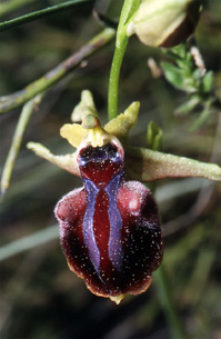 Les Orchidées de Grèce - Le Péloponnèse - Page 2 : Ophrys mammosa. SFO-PCV Photo 3.