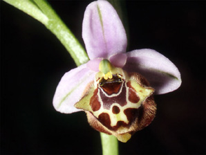 Les Orchidées de Grèce - Le Péloponnèse - Page 19 Ophrys lacaena. Photo. 4