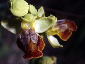 Les Orchidées de Grèce - Le Péloponnèse - Page 21 Ophrys melenae. photo 4