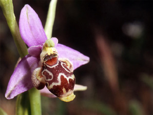 Les Orchidées de Grèce - Le Péloponnèse - Page 17 Ophrys ceto. Photo 5