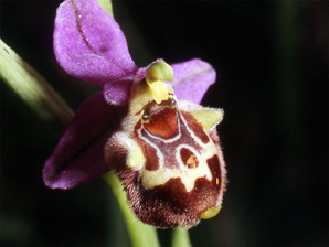 Les Orchidées de Grèce - Le Péloponnèse - Page 19 Ophrys lacaena. Photo. 5