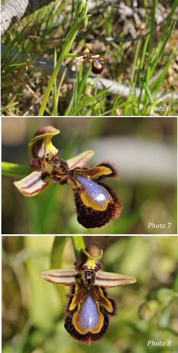 ORCHIDEES DE FRANCE - Hors Région Poitou-Charentes et Vendée. Orchidées de la Clape Ophrys speculum