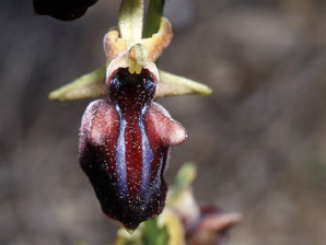 Les Orchidées de Grèce - Le Péloponnèse - Page 2 : Ophrys mammosa. SFO-PCV Photo 5.