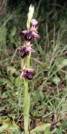 Les Orchidées de Grèce - Le Péloponnèse - Page 1 : Ophrys spruneri.