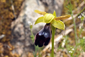 ESPAGNE (2) - Orchidées de la Province d'Andalucia - Ophrys atlantica. Société Française d'Orchidophilie de Poitou-Charentes et Vendée.