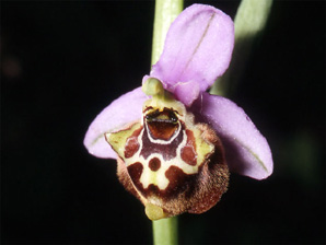 Les Orchidées de Grèce - Le Péloponnèse - Page 19 Ophrys lacaena. Photo. 6