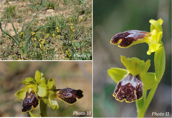 ORCHIDEES DE FRANCE - Hors Région Poitou-Charentes et Vendée. Orchidées de la Clape Ophrys bilunulata