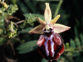 Les Orchidées de Grèce - Le Péloponnèse - Page 2 : Ophrys mammosa. SFO-PCV Photo 6.