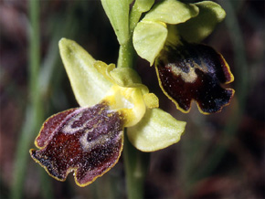 Les Orchidées de Grèce - Le Péloponnèse - Page 21 Ophrys melenae. photo 6