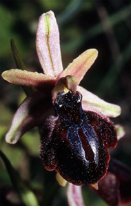 Les Orchidées de Grèce - Le Péloponnèse - Page 1 : Ophrys spruneri. 2