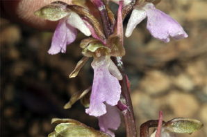 ESPAGNE (2) - Orchidées de la Province d' Andalucia - Orchis cazorlensis. SFO Poitou-Charentes et Vendée.