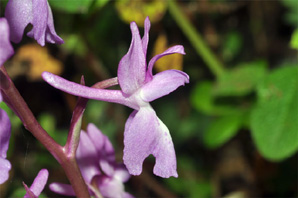 ESPAGNE (2) - Orchidées de la Province d' Andalucia - Orchis langei. SFO Poitou-Charentes et Vendée. 