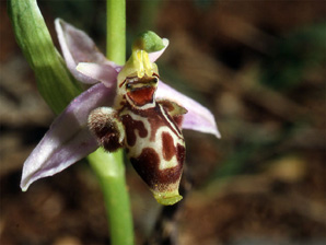Les Orchidées de Grèce - Le Péloponnèse - Page 17 Ophrys ceto. Photo 7