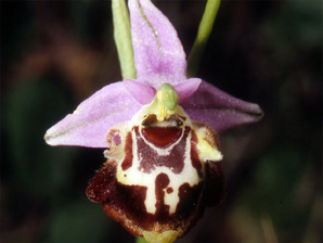 Les Orchidées de Grèce - Le Péloponnèse - Page 19 Ophrys lacaena. Photo. 7