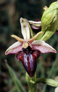 Les Orchidées de Grèce - Le Péloponnèse - Page 1 : Ophrys spruneri. 3
