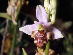 Les Orchidées de Grèce - Le Péloponnèse - Page 17 Ophrys ceto. Photo 8