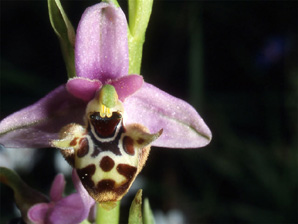 Les Orchidées de Grèce - Le Péloponnèse - Page 19 Ophrys lacaena. Photo. 8