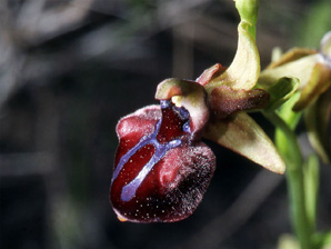 Les Orchidées de Grèce - Le Péloponnèse - Page 2 : Ophrys mammosa. SFO-PCV Photo 8.