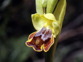 Les Orchidées de Grèce - Le Péloponnèse - Page 21 Ophrys melenae. photo 8
