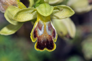 ESPAGNE (2) - Orchidées de la Province de Comuninad Valenciana - Ophrys lucentina. SFO PCV.