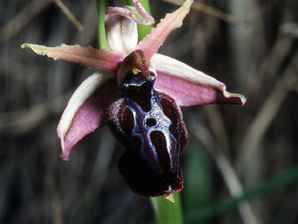 Les Orchidées de Grèce - Le Péloponnèse - Page 1 : Ophrys spruneri. 5