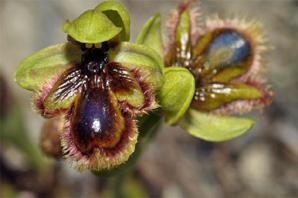 PORTUGAL - Orchidées de la région de l'Algarve Hybride Ophrys ciliata x Ophrys vernixia SFO Poitou-Charentes et vendée.